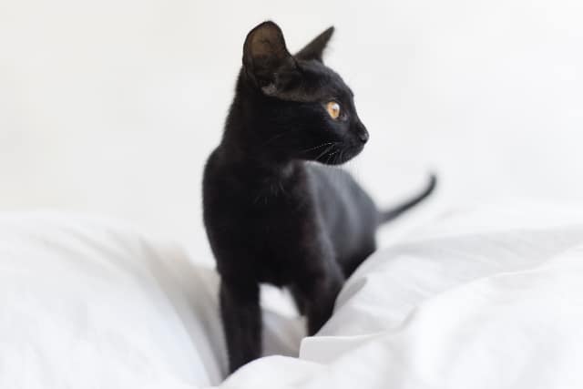 Perchè i gatti impastano?