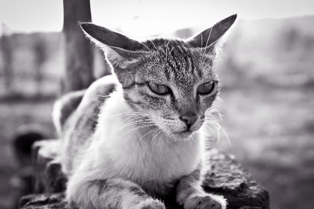 Il mio gatto non mangia