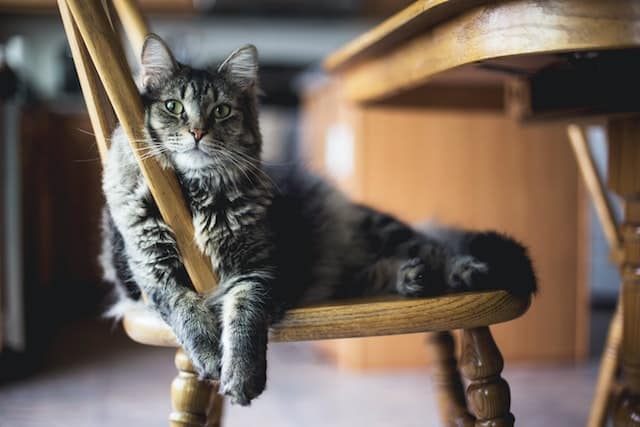 Perché i gatti buttano a terra gli oggetti?
