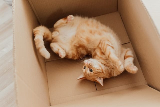 Perché i gatti amano le scatole di cartone?