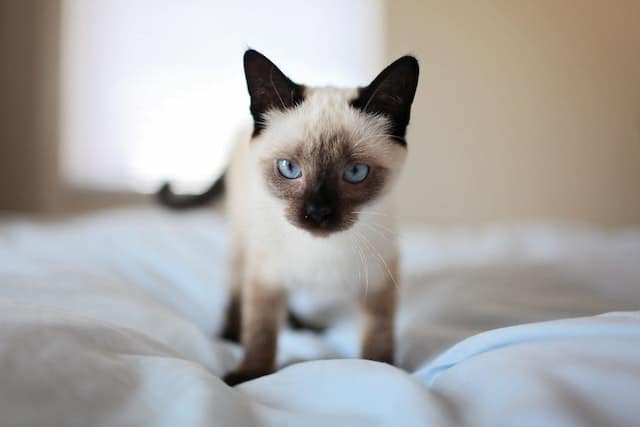 il gatto Siamese