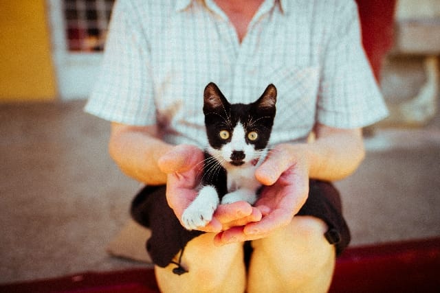 Vaccinazioni gatto