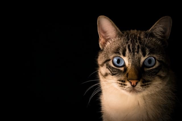 Gatto geloso