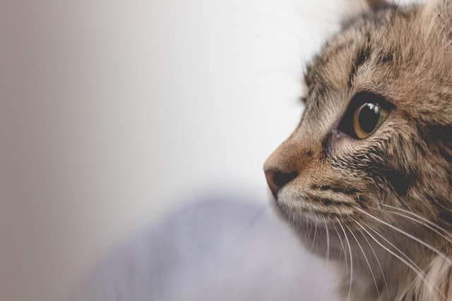 Lipidosi epatica gatto
