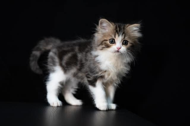 Longevità del gatto