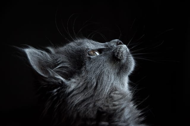Perchè i gatti miagolano
