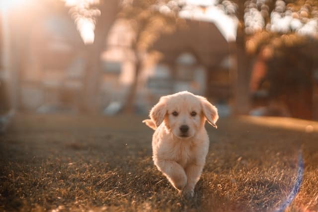 Migliori nomi per cani