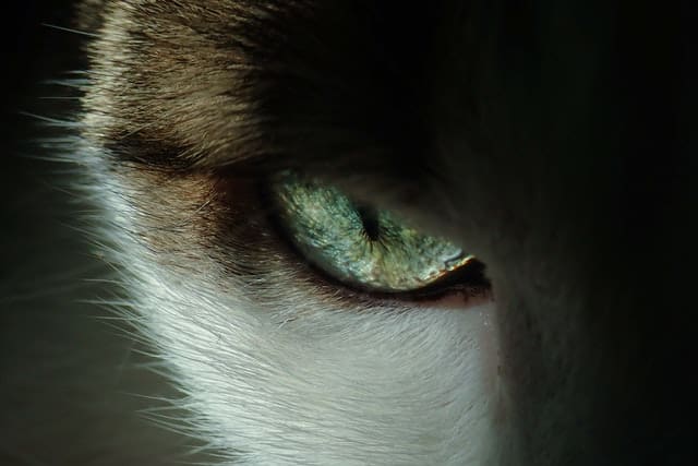 Malattie aglio occhi dei cani
