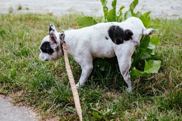 Il mio cane urina dappertutto, perché?