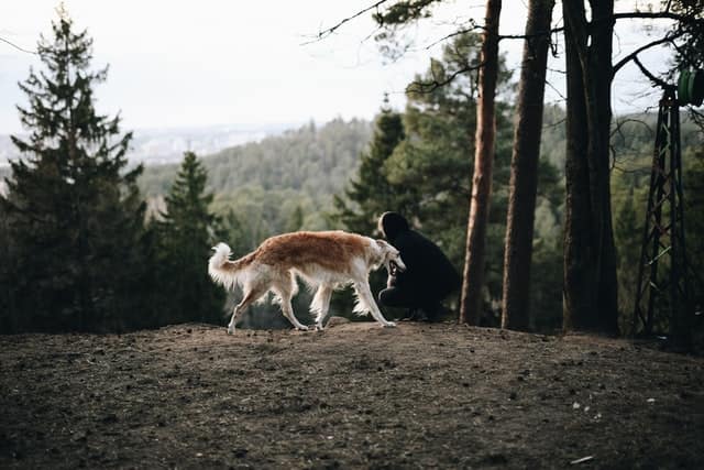 Levriero russo (Borzoi)