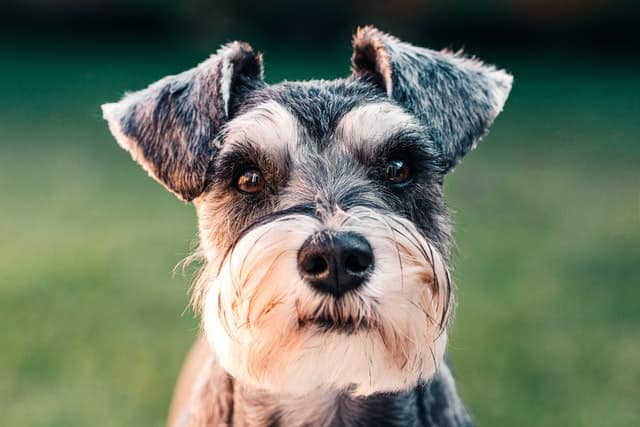Scottish Terrier