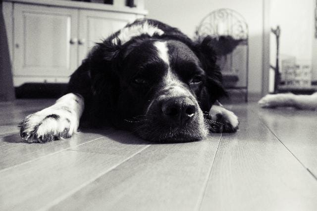 Sindrome di Horner nel cane