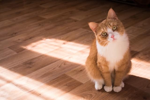 Sterilizzazione gatti