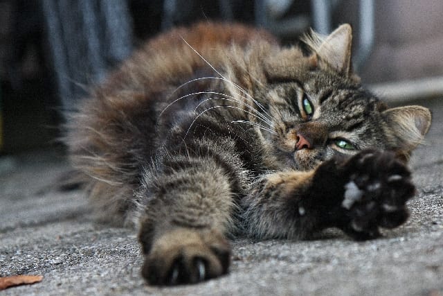 Come tagliare le unghie a un gatto