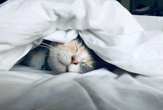 Posizioni dei gatti mentre dormono