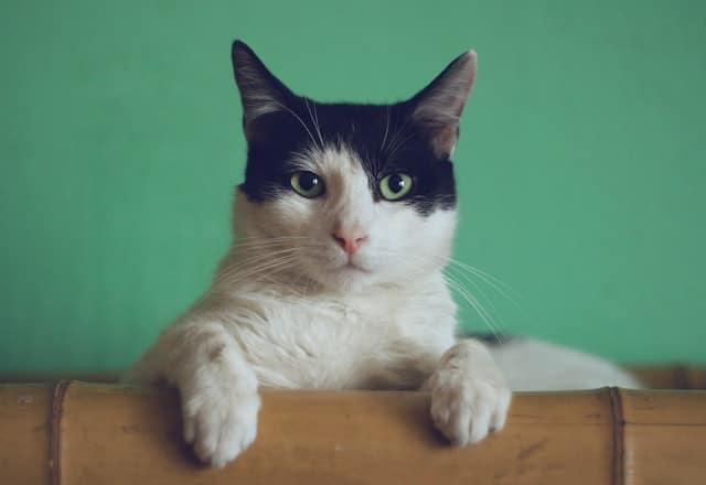 Cistite felina