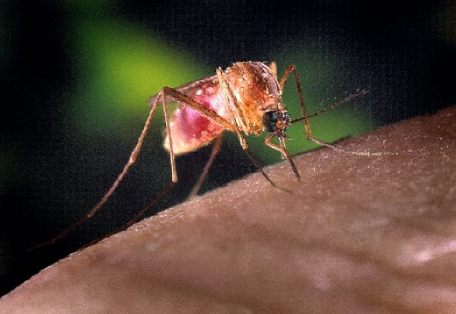 Filariosi canina