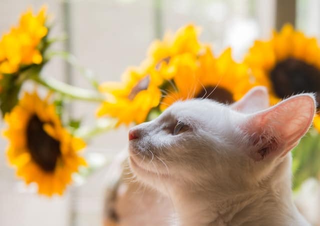 Significato di sognare gatti