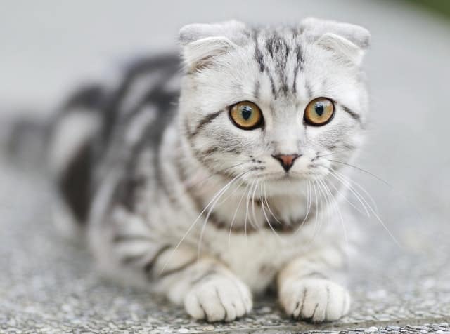 Dolore nel gatto