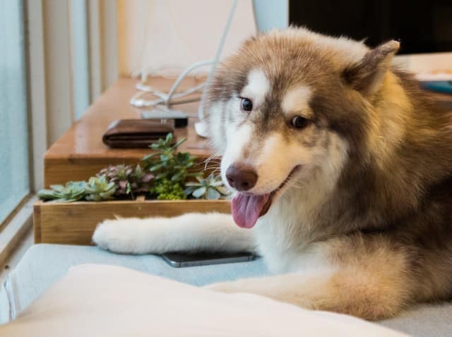 Come insegnare al cane a stare a casa da solo