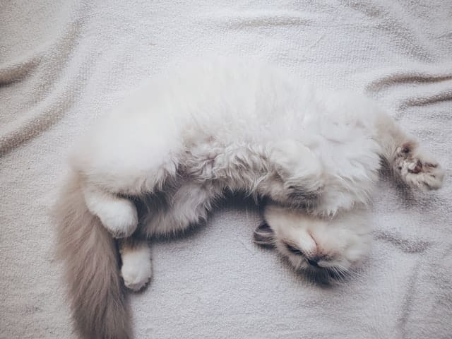 Gatto d'Angora
