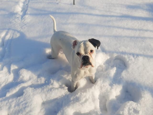 Cane Boxer bianco