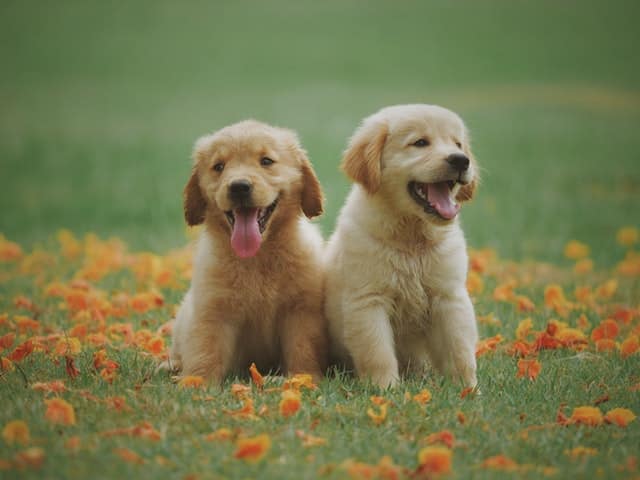 Differenze tra Labrador e Golden Retriever