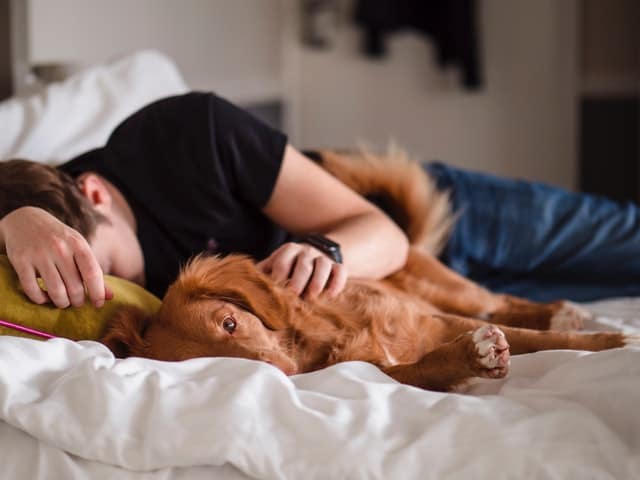 Dove deve dormire il cane