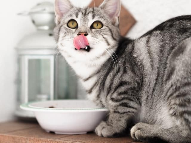 Come leggere le etichette cibo gatti