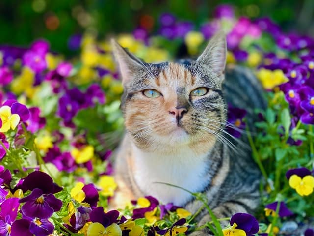 Colpo di calore gatto