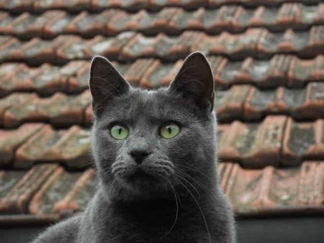 Il gatto blu di Russia