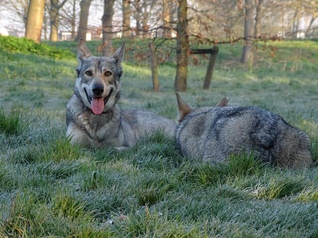 Cane lupo di Saarloos