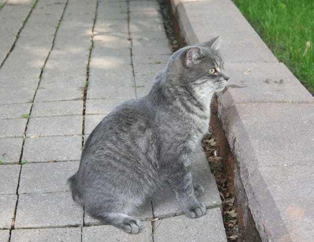 Il gatto Manx
