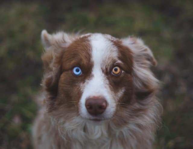 Cani con eterocromia