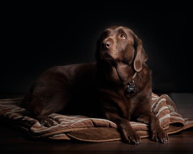 Come prendersi cura di un Labrador