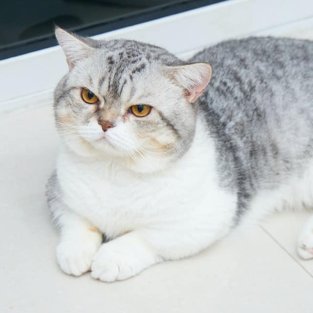 Gatto British Shorthair