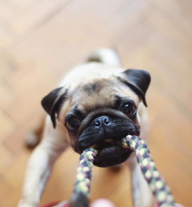 Come insegnare al cucciolo a non mordere