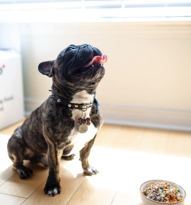 Cibo fatto in casa per cani