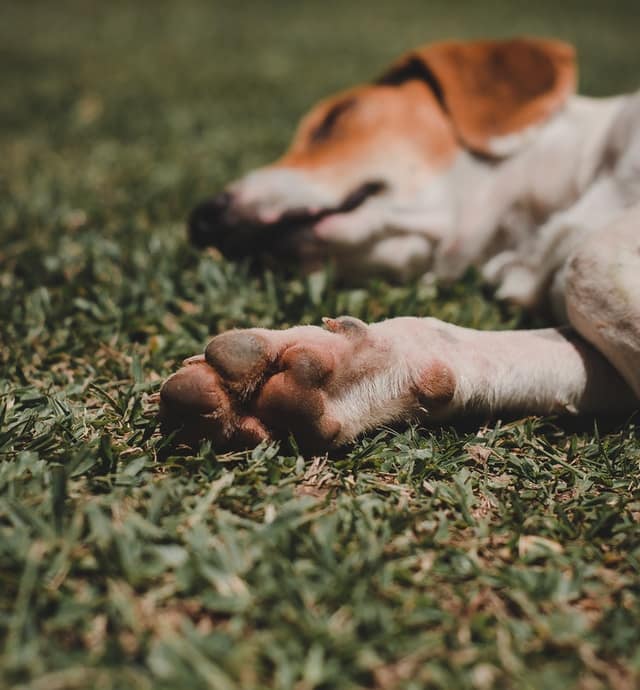Perchè i cani non si fanno toccare le zampe