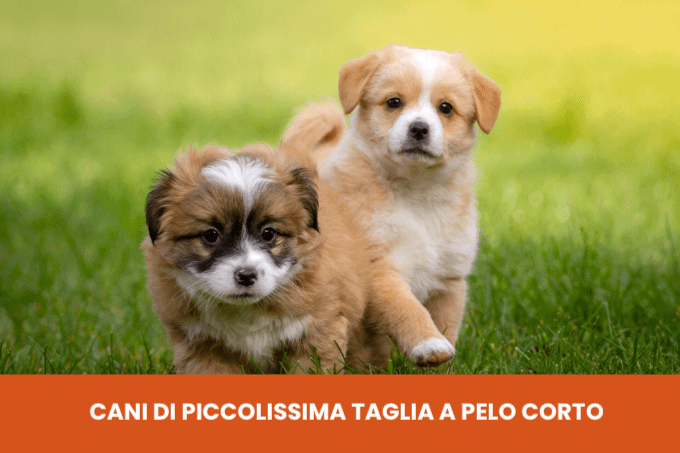 Cani piccolissima taglia pelo corto
