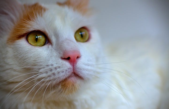 Gatto turco Van