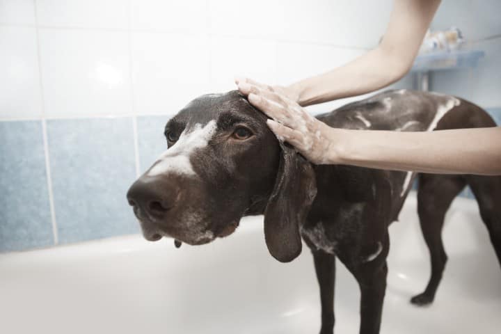 Quando fare il primo bagno al cucciolo