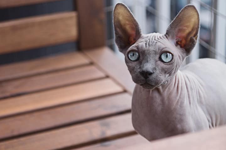 Il gatto Sphynx