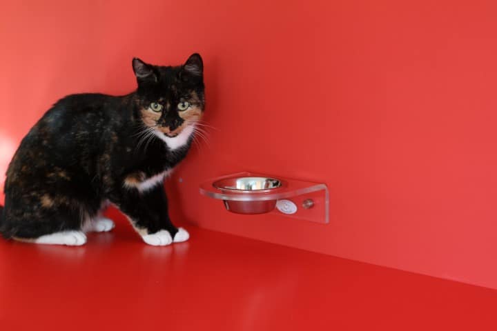 Dieta BARF gatti