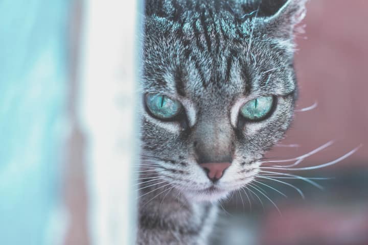 Sterilizzare o no il gatto