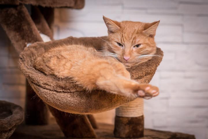 Come eliminare odore lettiera gatto
