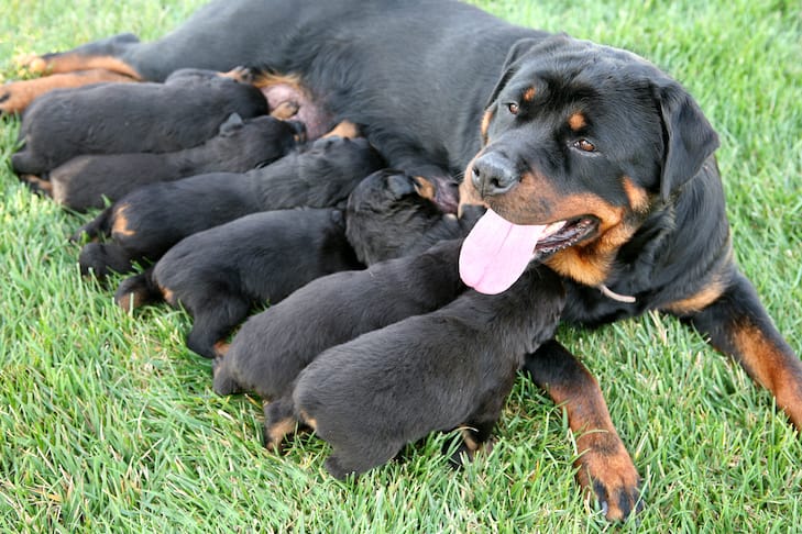 Allattamento cuccioli di cane