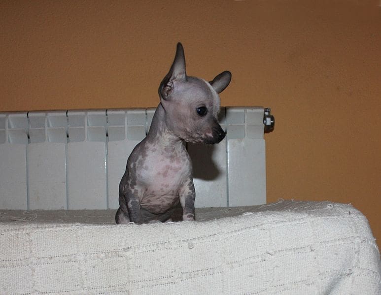 Chihuahua glabri