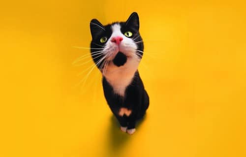 GATTO